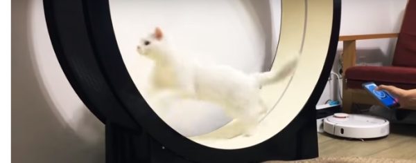 Empresa cria alternativa para gatos se exercitarem mais