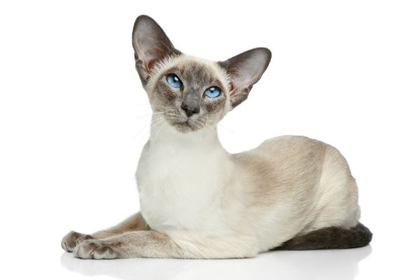 Ração para gato siamês