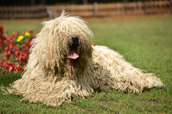 Komondor deitado