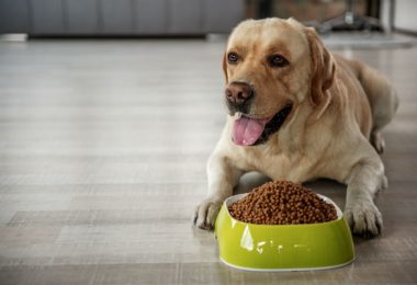Ração para Labrador