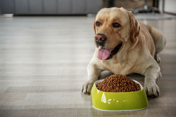Ração para Labrador
