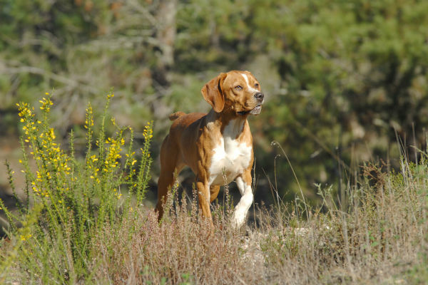 Perdigueiro Português, uma das raças de cachorros raras no Brasil