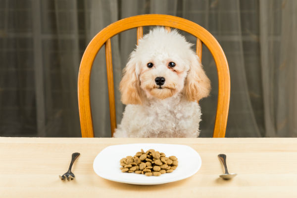 Ração para poodle