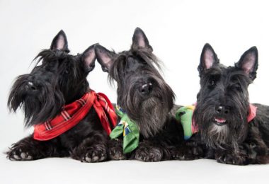 Scottish terrier em apartamento