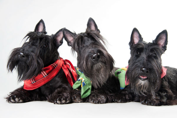 Scottish terrier em apartamento
