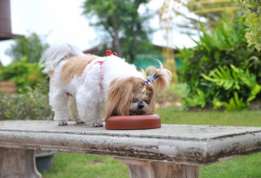 Ração para Shih Tzu – Conheça as melhores opções