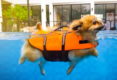 Produtos para refrescar seu cachorro no calor