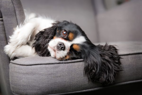 Quatro raças de cachorro que adoram curtir um sofá