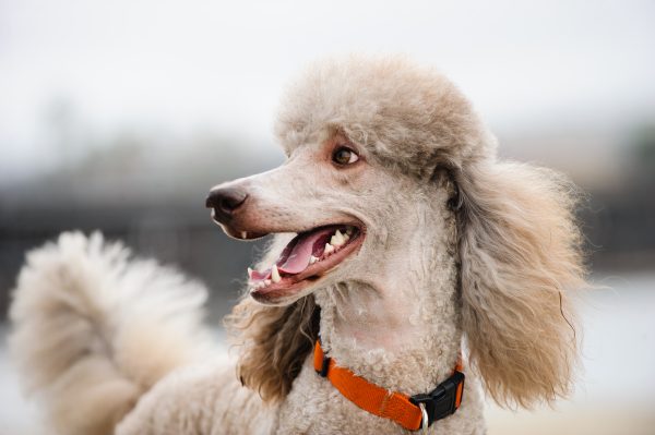 Existem cachorros hipoalergênicos?