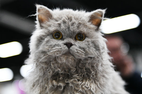 Raças de gato com pelos fora do comum