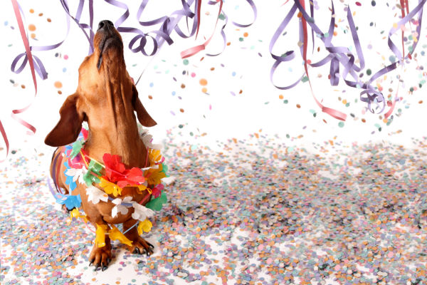 Levar o pet pro Carnaval é uma boa ideia?
