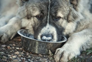 Rações para cachorros de porte grande e gigante