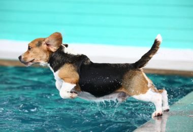 Tem pet em casa? Cuidado com a piscina!