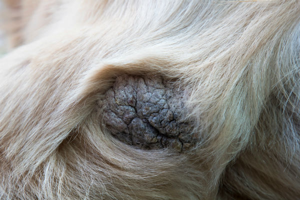 Escaras de decúbito em cães