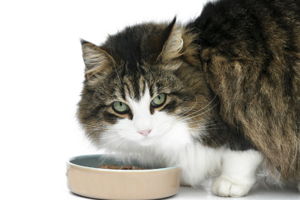 Ração para gato maine coon