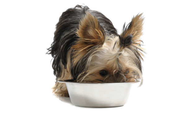 Rações para cães de pequeno porte