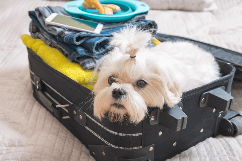 Onde deixar meu cachorro quando vou viajar?