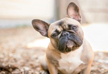 Diferenças entre o buldogue francês e o boston terrier