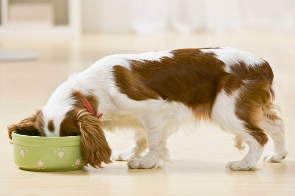 Tipos de alimentos para cães