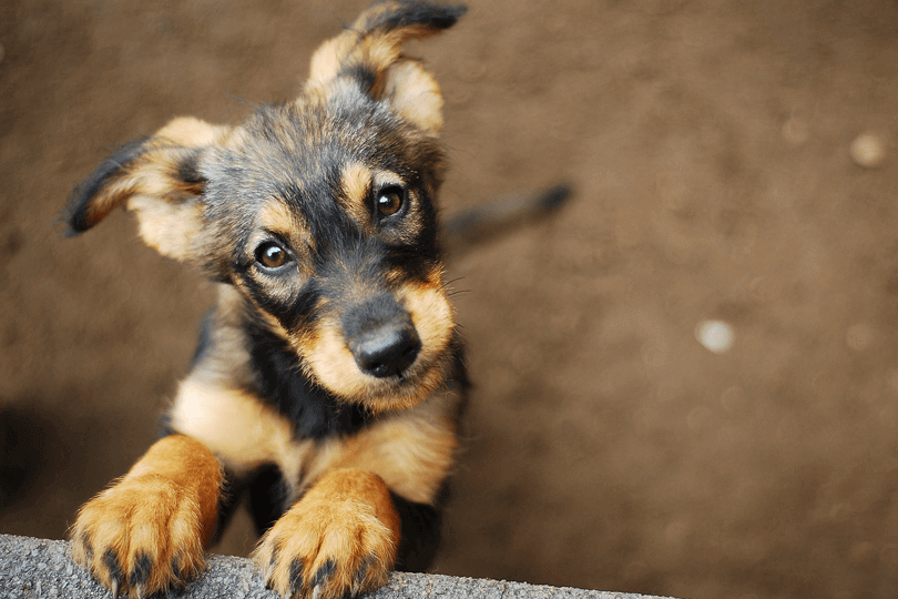 Tamanhos de Pinscher