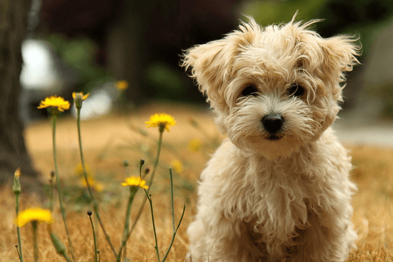Floral para cachorro: para que serve?