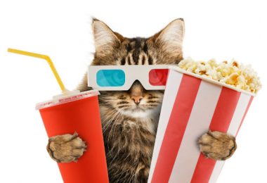 Filmes com gatos