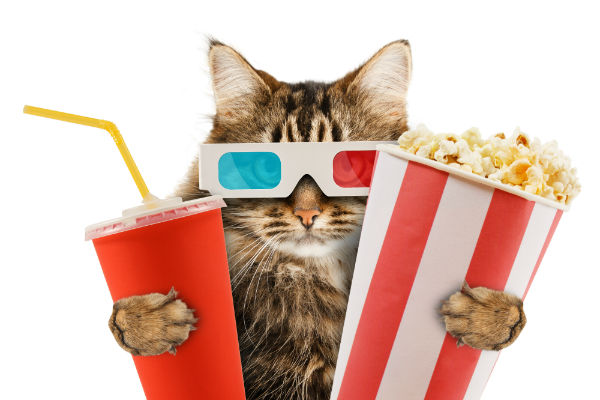Filmes com gatos
