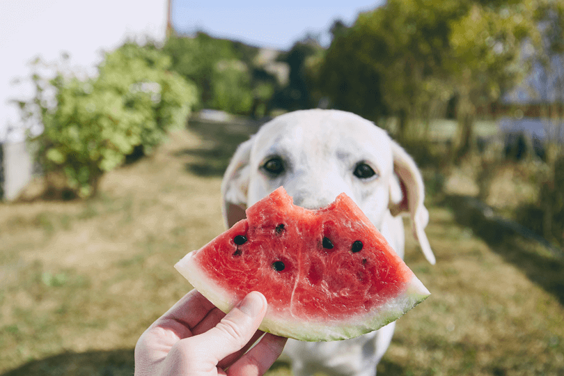 Cachorro pode comer melancia?
