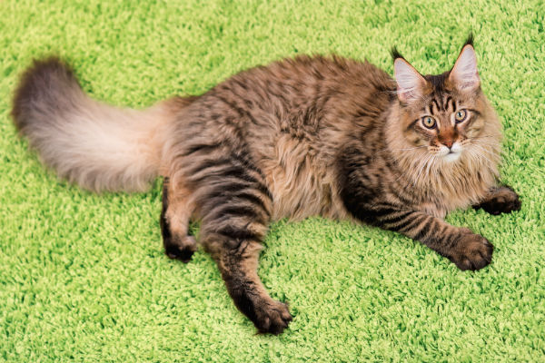 Diferenças entre o maine coon e o ragdoll