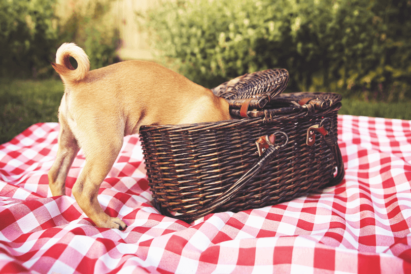 Frutas que cachorro pode comer: veja alimentos naturais!