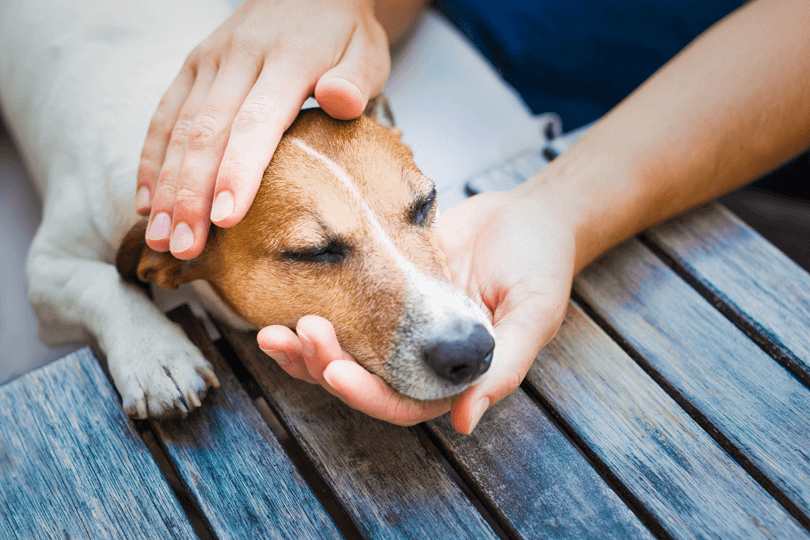 Eutanásia em cães: tire suas dúvidas sobre o assunto