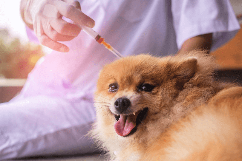 Vacina de cachorro: veja tudo o que você precisa saber