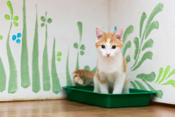 Bandejas para gatos: as melhores práticas para deixar seu pet feliz