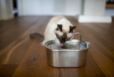 Qual a melhor fonte de água para gatos? Confira 5 opções