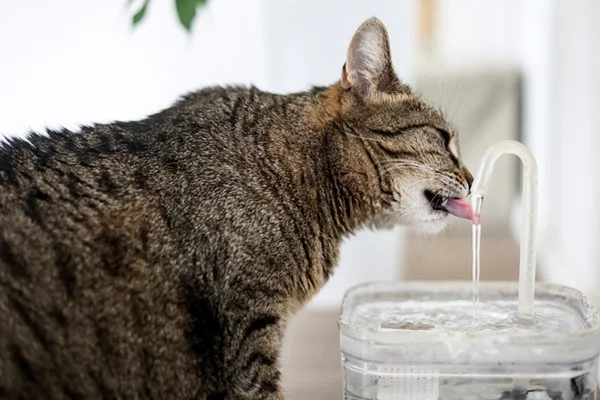 Gato bebendo água na fonte de água.