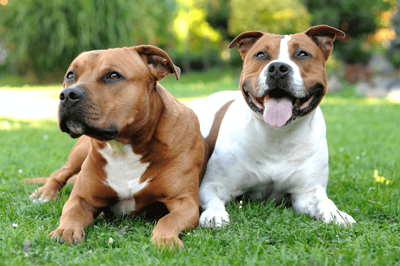 American staffordshire terrier