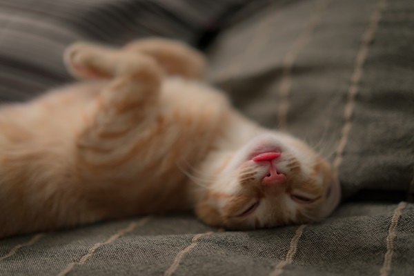 Como fazer o gato dormir a noite toda? | Petlove