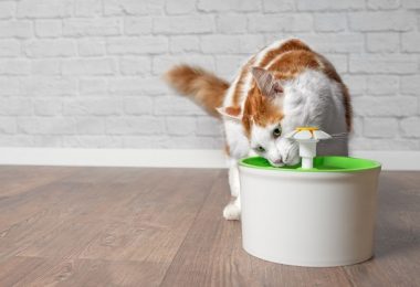 Como escolher a fonte de água para gato?