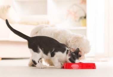 Gato pode comer ração de cachorro?
