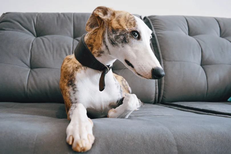 Whippet