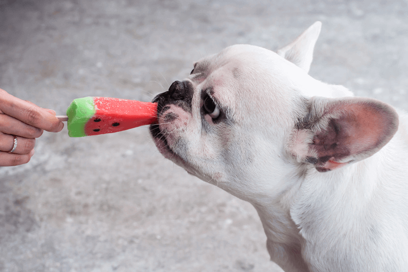 receita de sorvete para cachorro