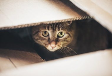 Como a mudança de casa pode afetar o gato?