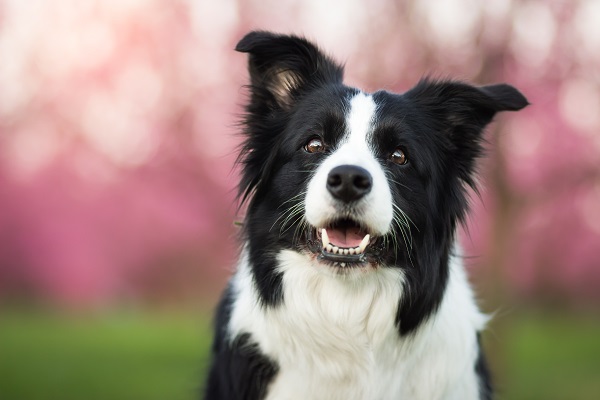 Border Collie, o cachorro mais inteligente do mundo