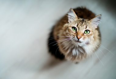 Gato transmite doenças?