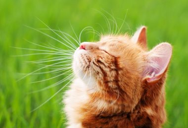 O que podemos aprender com os gatos?
