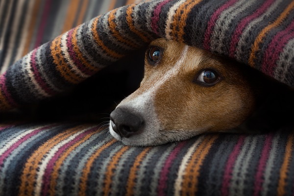 Como saber se o cachorro esta com dor