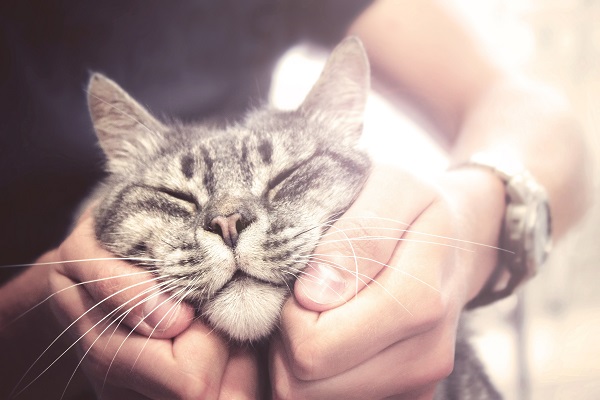 Como cuidar de um gato