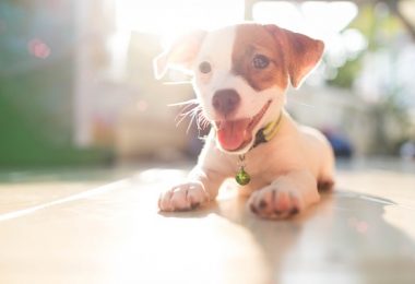 Até quantos anos o cachorro é filhote?