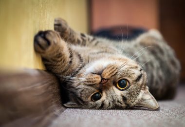 Como amansar um gato?