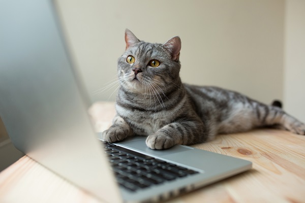 Gato Laranja: curiosidades sobre ele - Blog VETEX